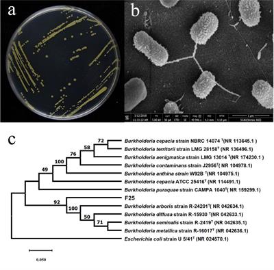 A novel bacterial strain Burkholderia sp. F25 capable of degrading diffusible signal factor signal shows strong biocontrol potential